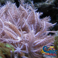 CA Waving Hand Anthelia Soft Coral (5-10 Polyps)