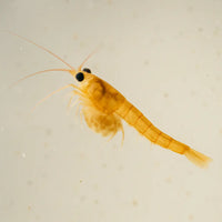 CA Mini Reef Cleaner Shrimp (Self-Reproducing) - Corals Anonymous