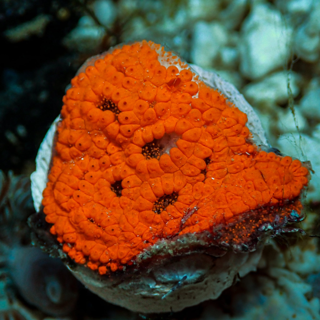 Sunkist Sea Squirt (Self-reproducing) - Corals Anonymous