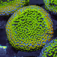 ECC PokerStar Montipora Frag (1” Frag)
