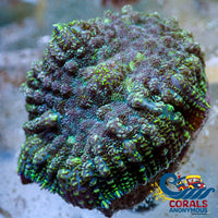 Green Rhodactis Mushroom
