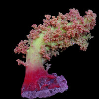 Strawberry Lemonade Silk Soft Coral