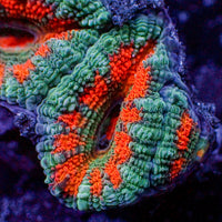 Icy Fire Indo Acans (2-3 Polyps)