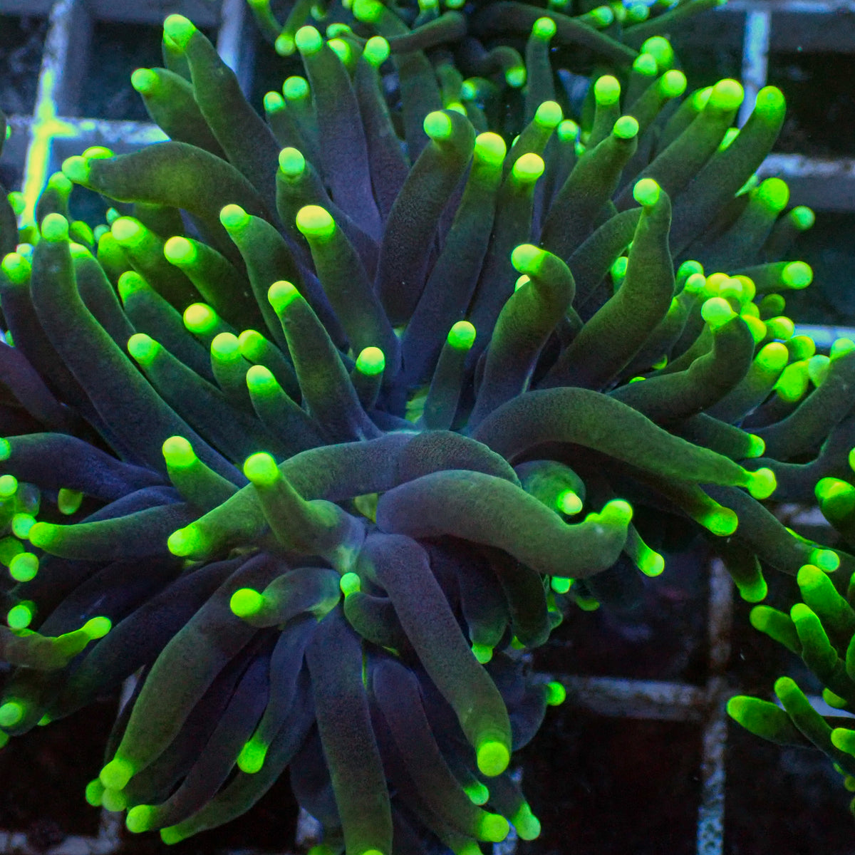 Indo Green Tip Purple Torch 1
