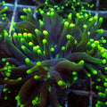 Indo Green Tip Purple Torch 3