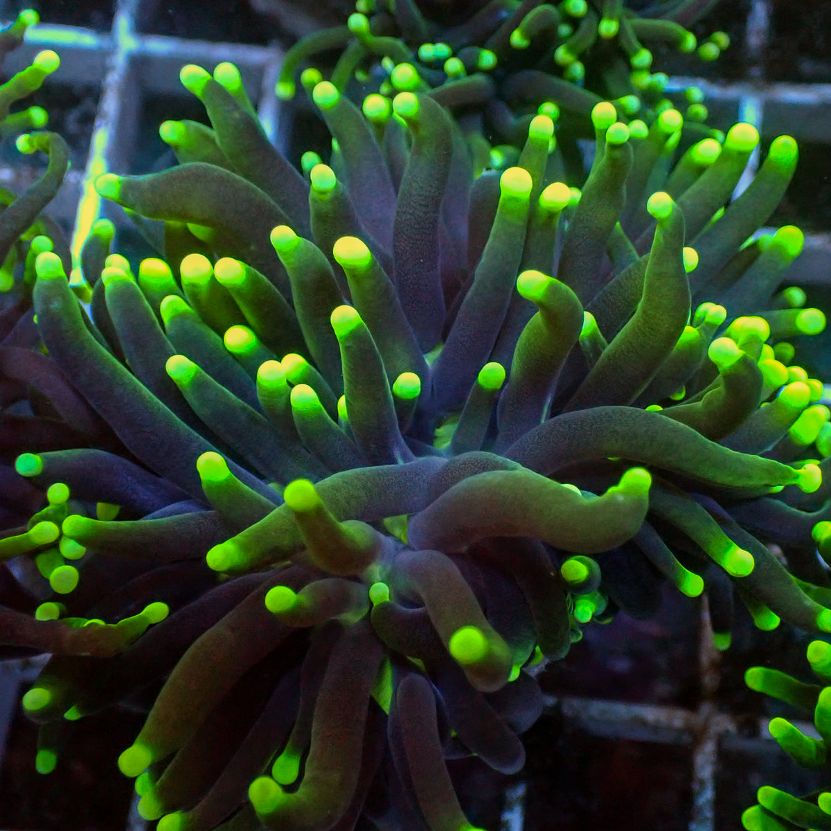 Indo Green Tip Purple Torch 3