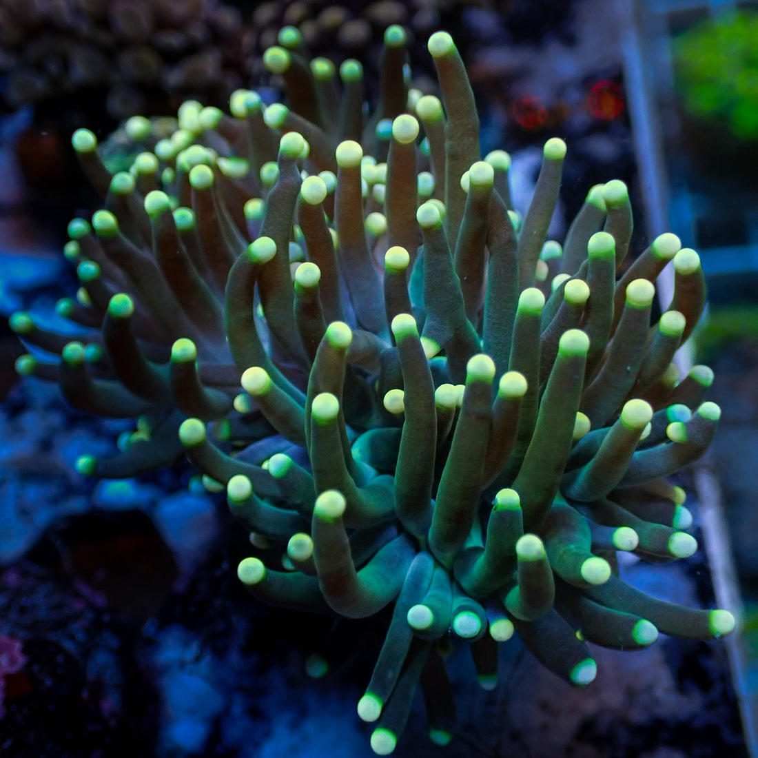 Indo Green Tip Teal Torch 1