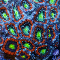 Invader Zim Rainbow Acans (2-3 Polyps) A
