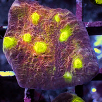 Iridescent Yellow Eye Chalice (1” Frag) A
