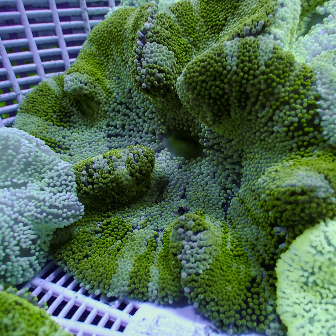 Jade Peppermint Haddoni Carpet Anemone 1