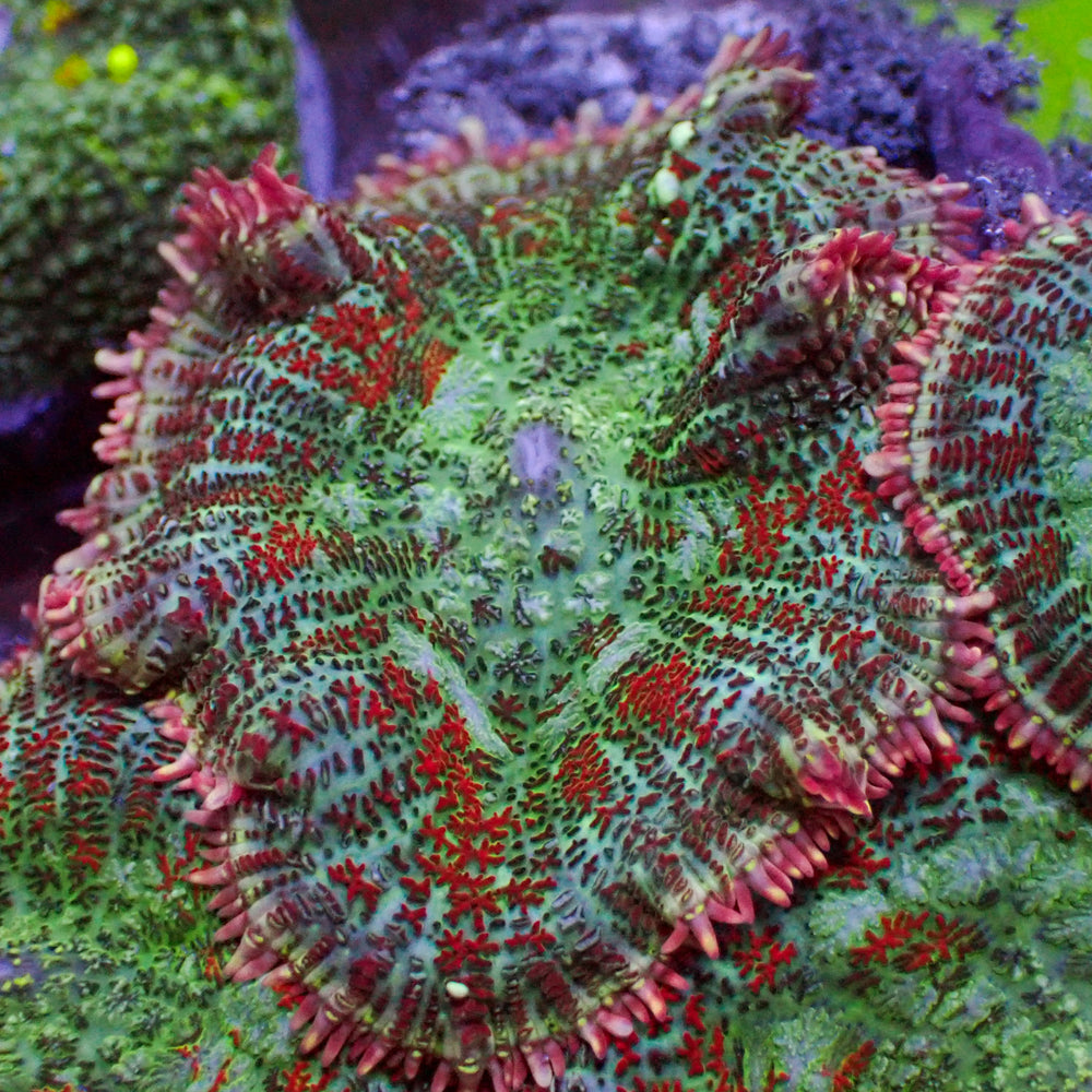 Jungle Rage Rhodactis Mushroom 1