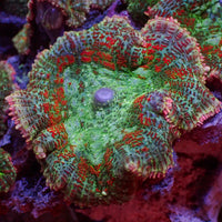Jungle Rage Rhodactis Mushroom 2