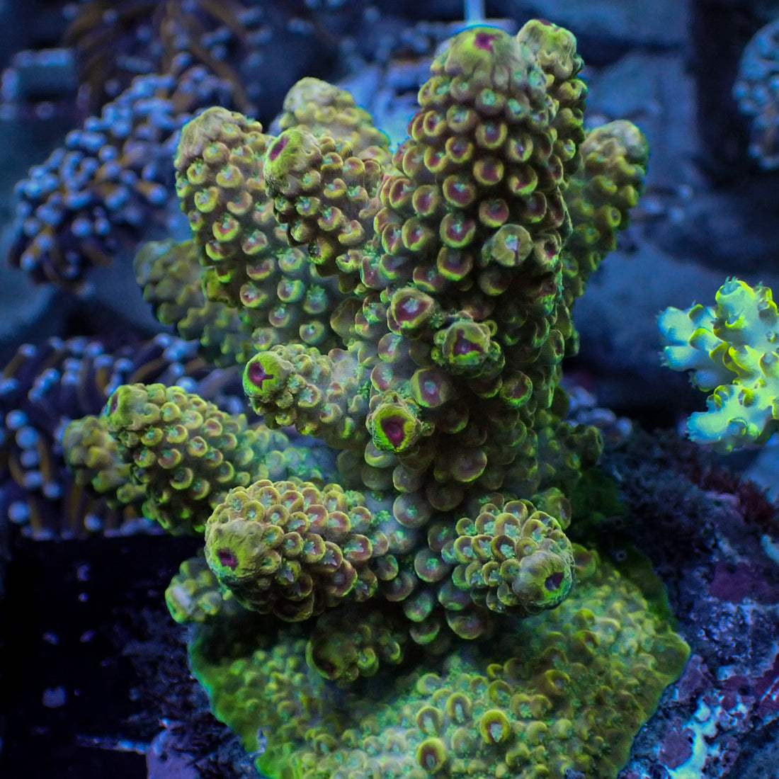 Large Passion Fruit Acropora Colony (3-5")