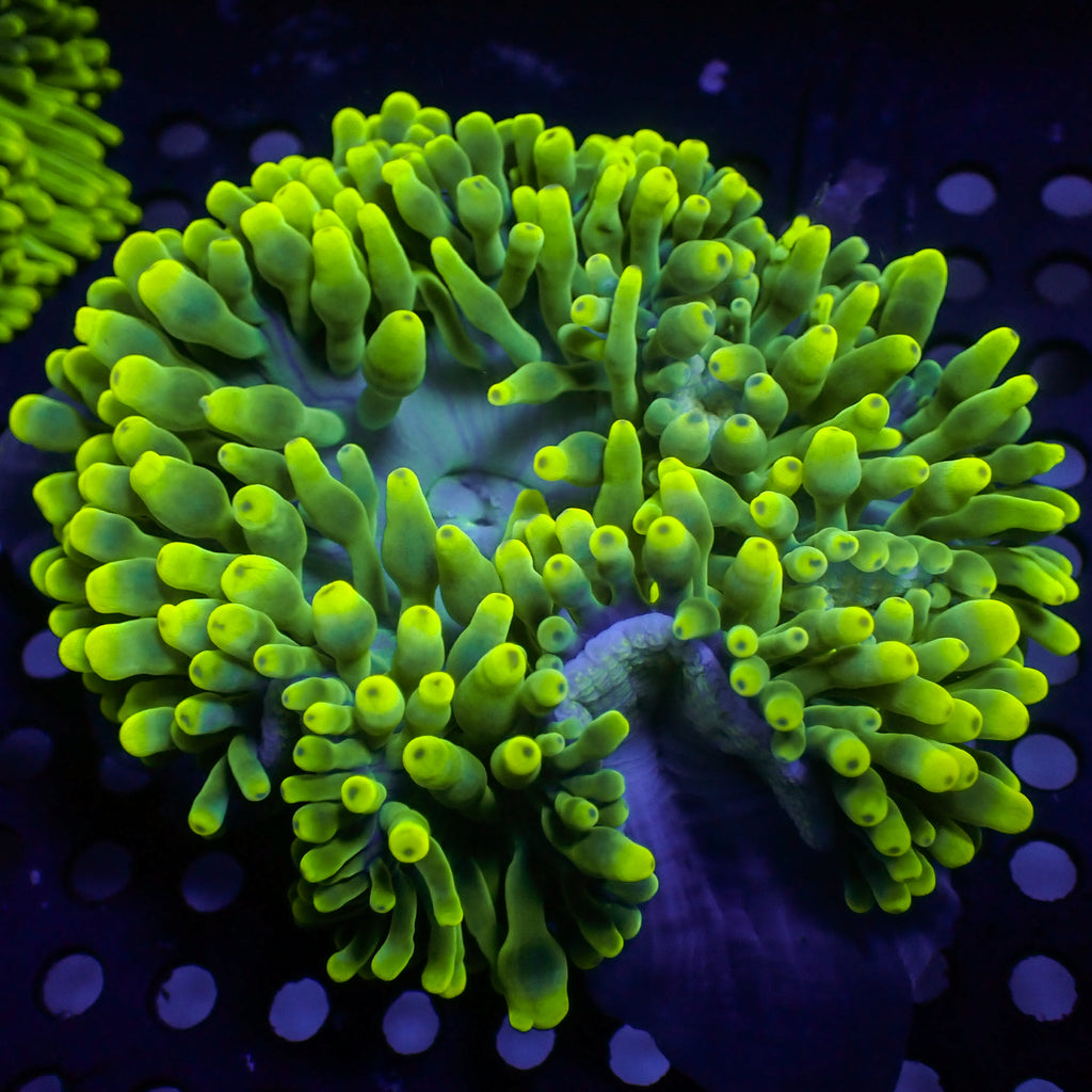 Limonade Bubble Tip Anemone