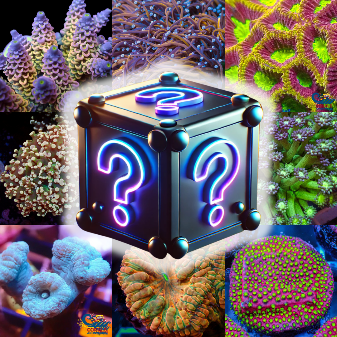 🔱 Mystery Coral Fire Box 🔱 - Corals Anonymous