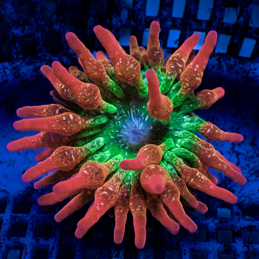 Maui Sunset Rainbow Bubble Tip Anemone