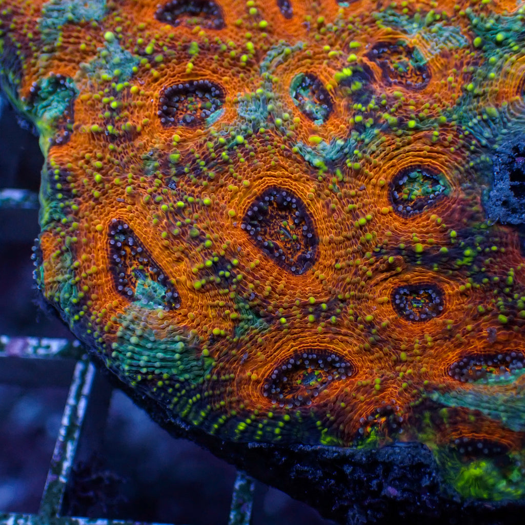 Miami Tide Acan Echinata (0.5-1" Frag)