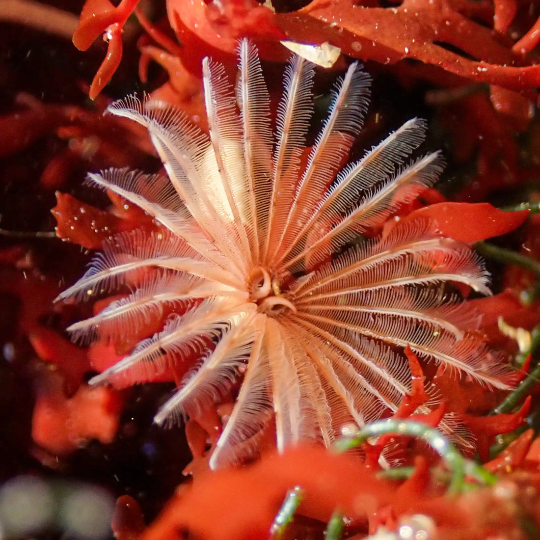 Mini Feather Duster Worm (Self-Reproducing) - Corals Anonymous