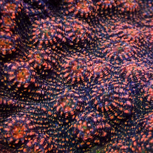 Molten Lava Chalice (0.5-1” Frag)