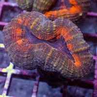 Multicolor Orange Lobophyllia