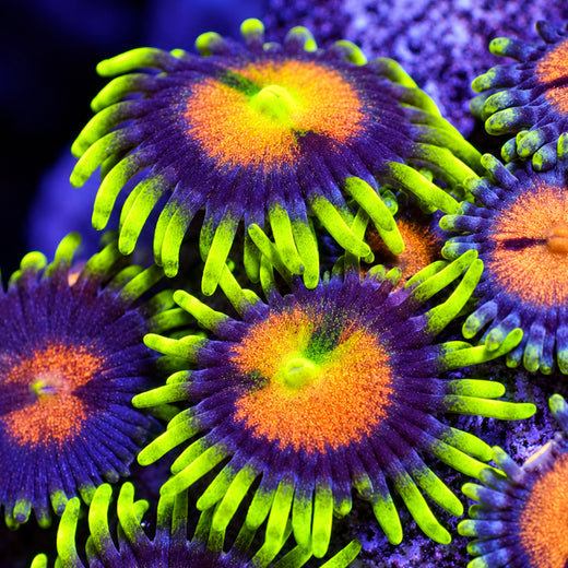 Super Sunflower Zoa (2-3 Polyps)