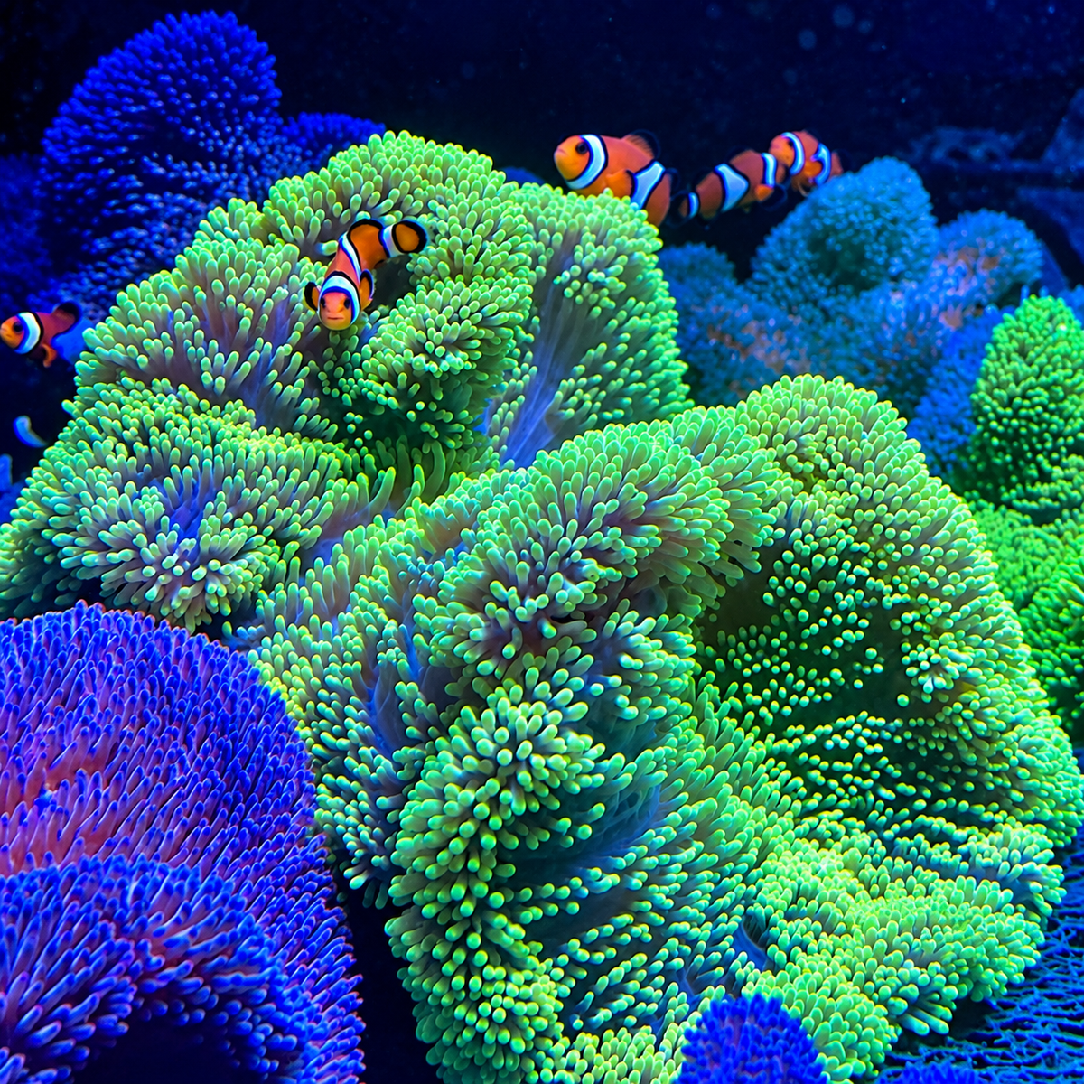Neon Green Gigantea Carpet Anemone - Corals Anonymous