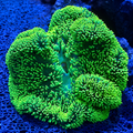 Neon Green Gigantea Carpet Anemone - Corals Anonymous