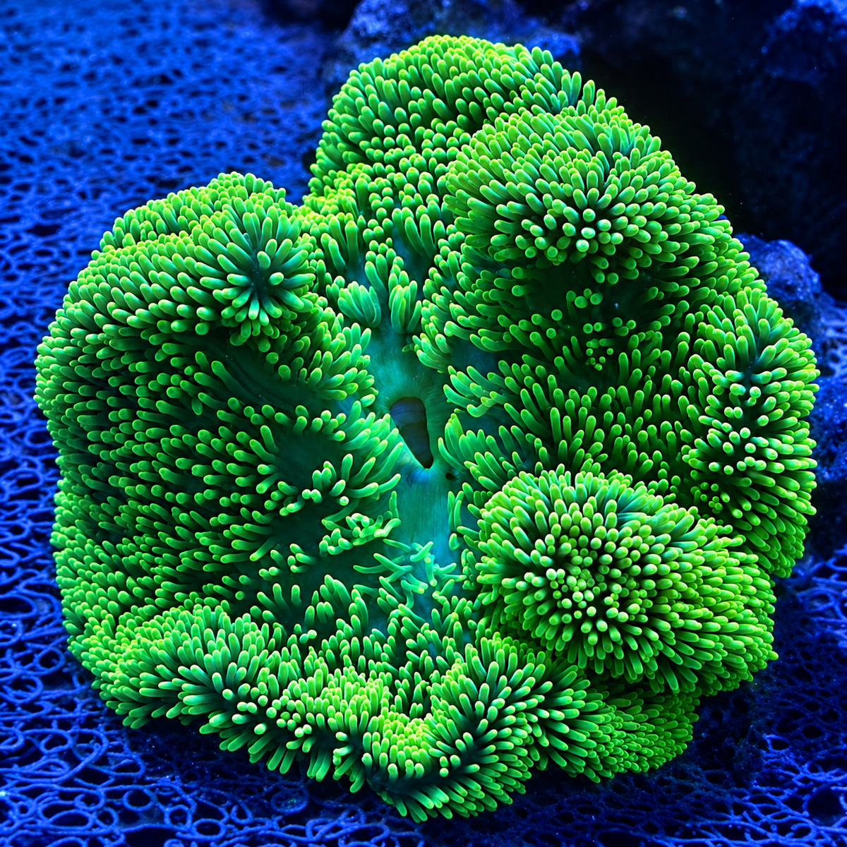 Neon Green Gigantea Carpet Anemone - Corals Anonymous
