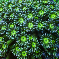 Neon Green Eye Goniopora (0.5-1" Frag)
