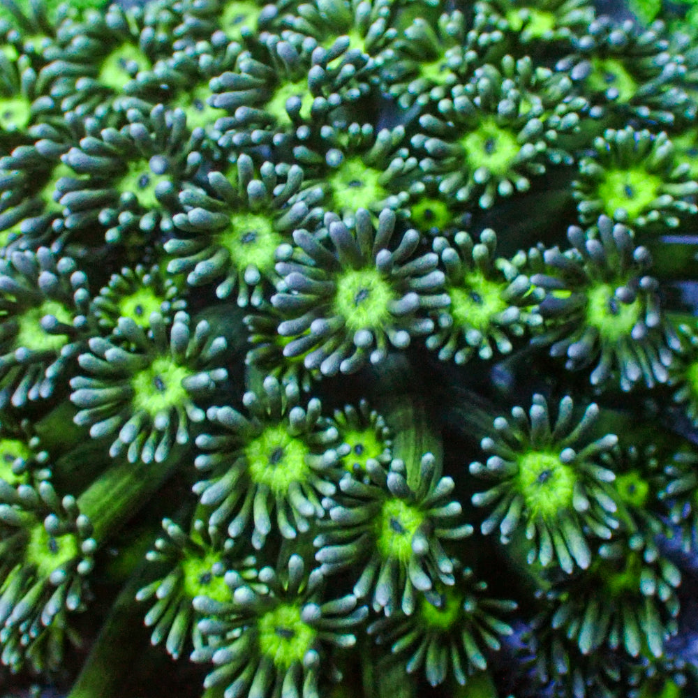 Neon Green Eye Goniopora (0.5-1