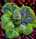 Neon Green Gigantea Carpet Anemone - Corals Anonymous