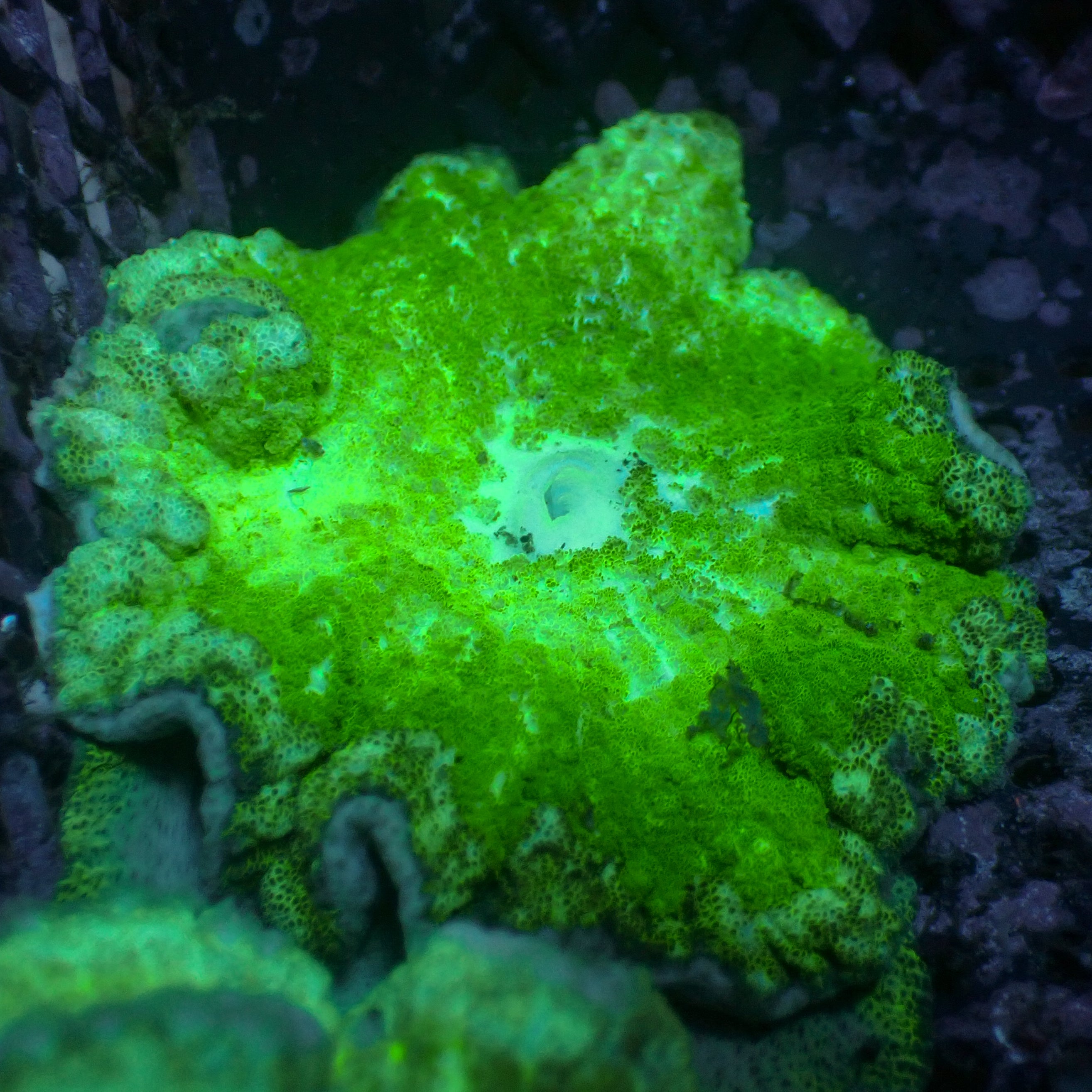 Neon_Green_Pizza_Carpet_Anemon