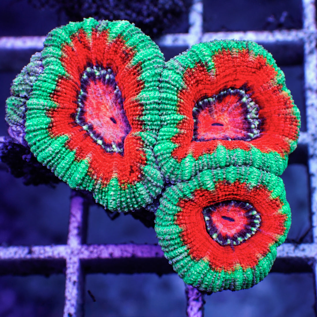 Bloody Specter Acans (2-3 Polyps) - Corals Anonymous
