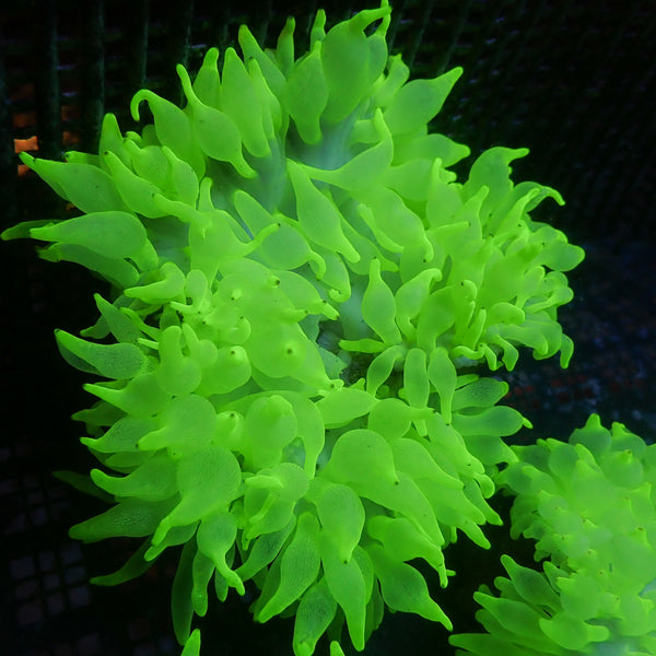 green bubble planten Nuclear Bomb Bubble Tip Anemone