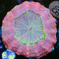 WYSIWYG Winter Star Pink Acanthophyllia (3-4")