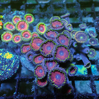 WYSIWYG Pink Wink Multicolor Ultra Zoa Colony (40+ polyps)