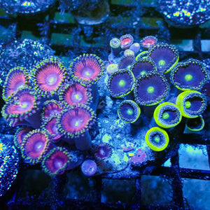 WYSIWYG Pink Wink Multicolor Ultra Zoa Colony (30+ polyps)
