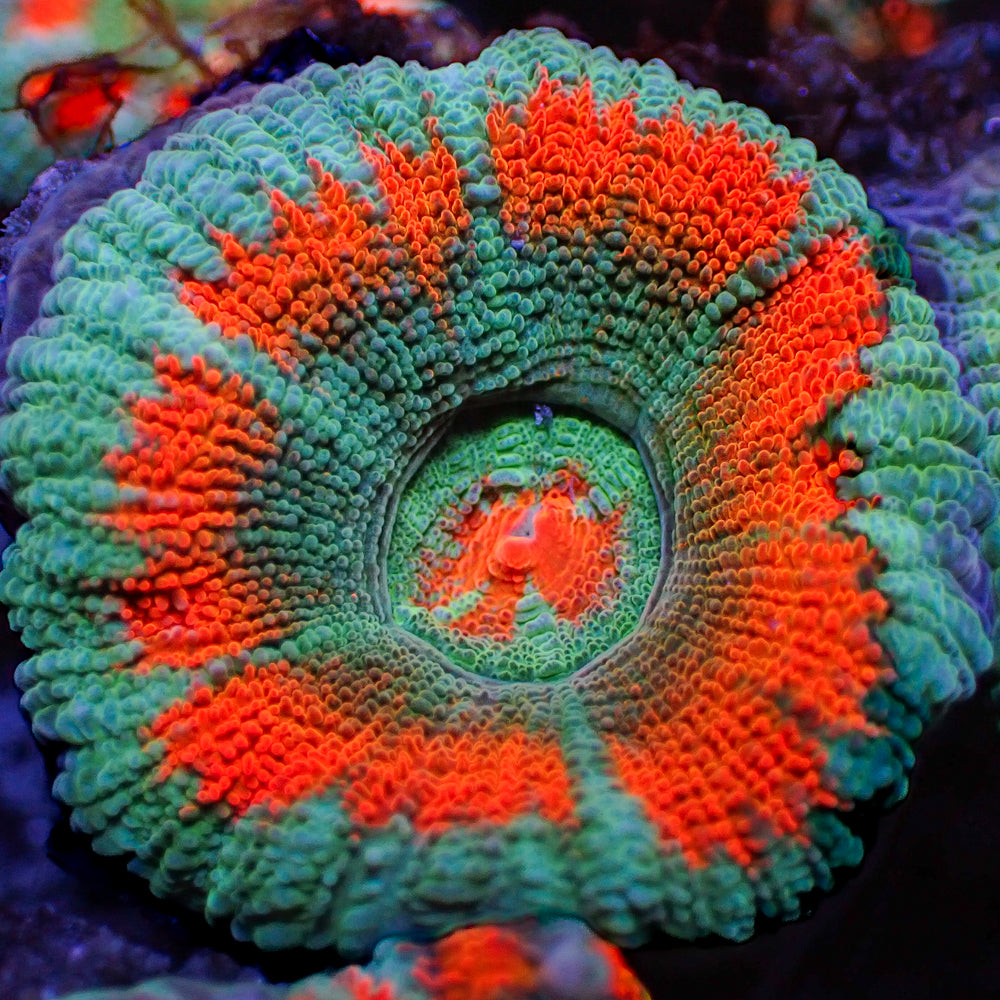 Orange Crush Acans (2-3 polyps)