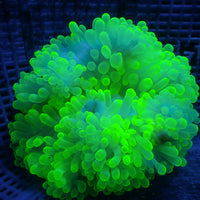 WYSIWYG XL Neon Highlighter Bubble Tip Anemone (6-7")