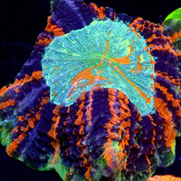 WYSIWYG Ultra Rainbow Kratos Inferno Acanthophyllia