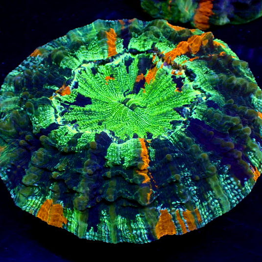 WYSIWYG Rainbow Emerald Glow Acanthophyllia