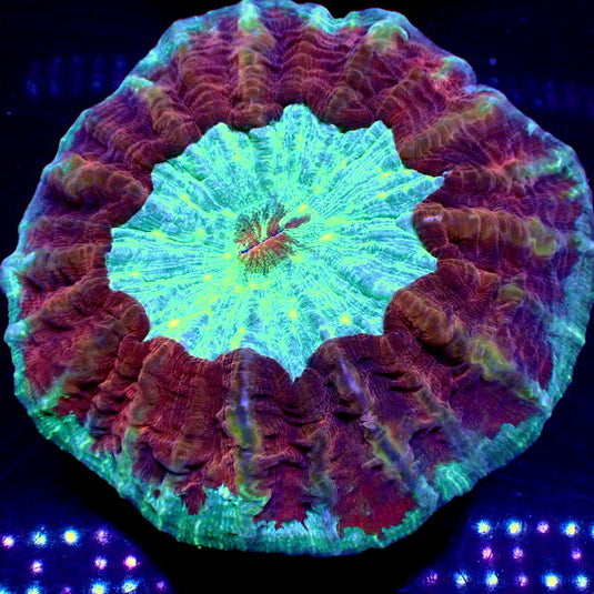 WYSIWYG Ultra Rainbow Superman Acanthophyllia