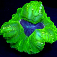 WYSIWYG Neon Martian Green Cynarina