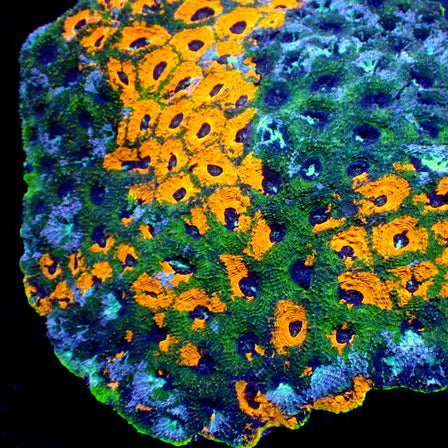 Miami Mayhem Acan Echinata (0.5-1