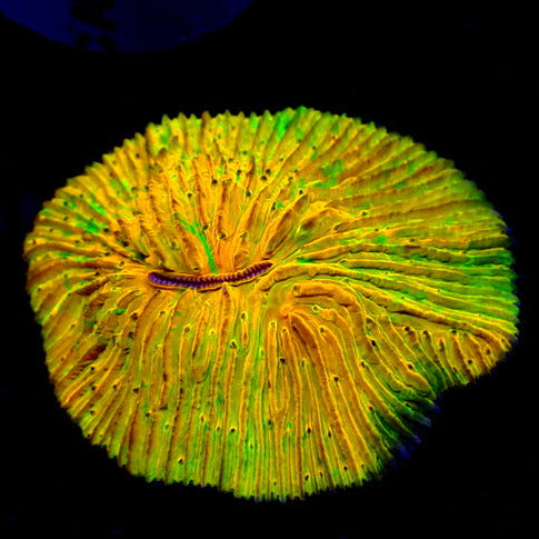 WYSIWYG Lemon Sours Fungia Plate Coral - Corals Anonymous