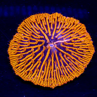 WYSIWYG Orange Fungia Plate Coral - Corals Anonymous