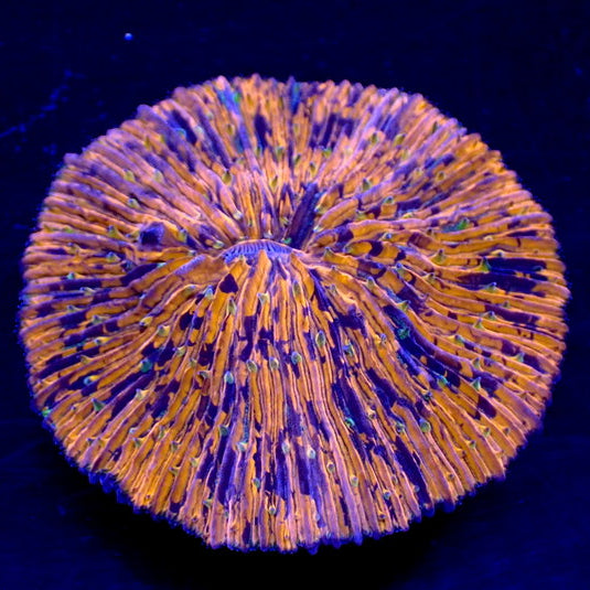 WYSIWYG Purple Splatter Orange Fungia Plate Coral