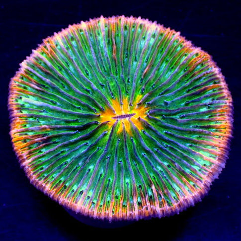 WYSIWYG Fantasia Rainbow Fungia Plate Coral