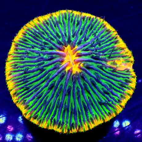 WYSIWYG Fantasia Rainbow Fungia Plate Coral