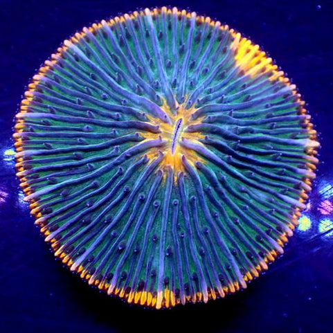 WYSIWYG Fantasia Rainbow Fungia Plate Coral
